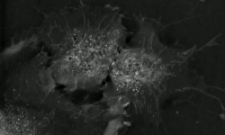 Featured image of post Micro-imaging Segmentation at Nanolive